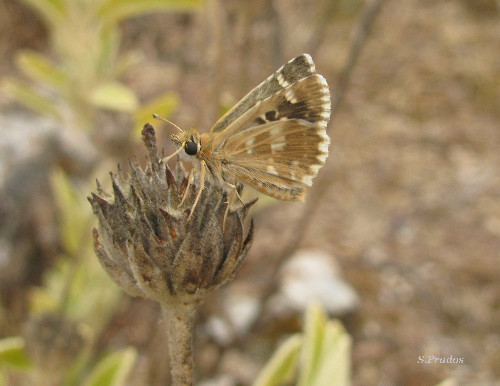 identificare hesperidae